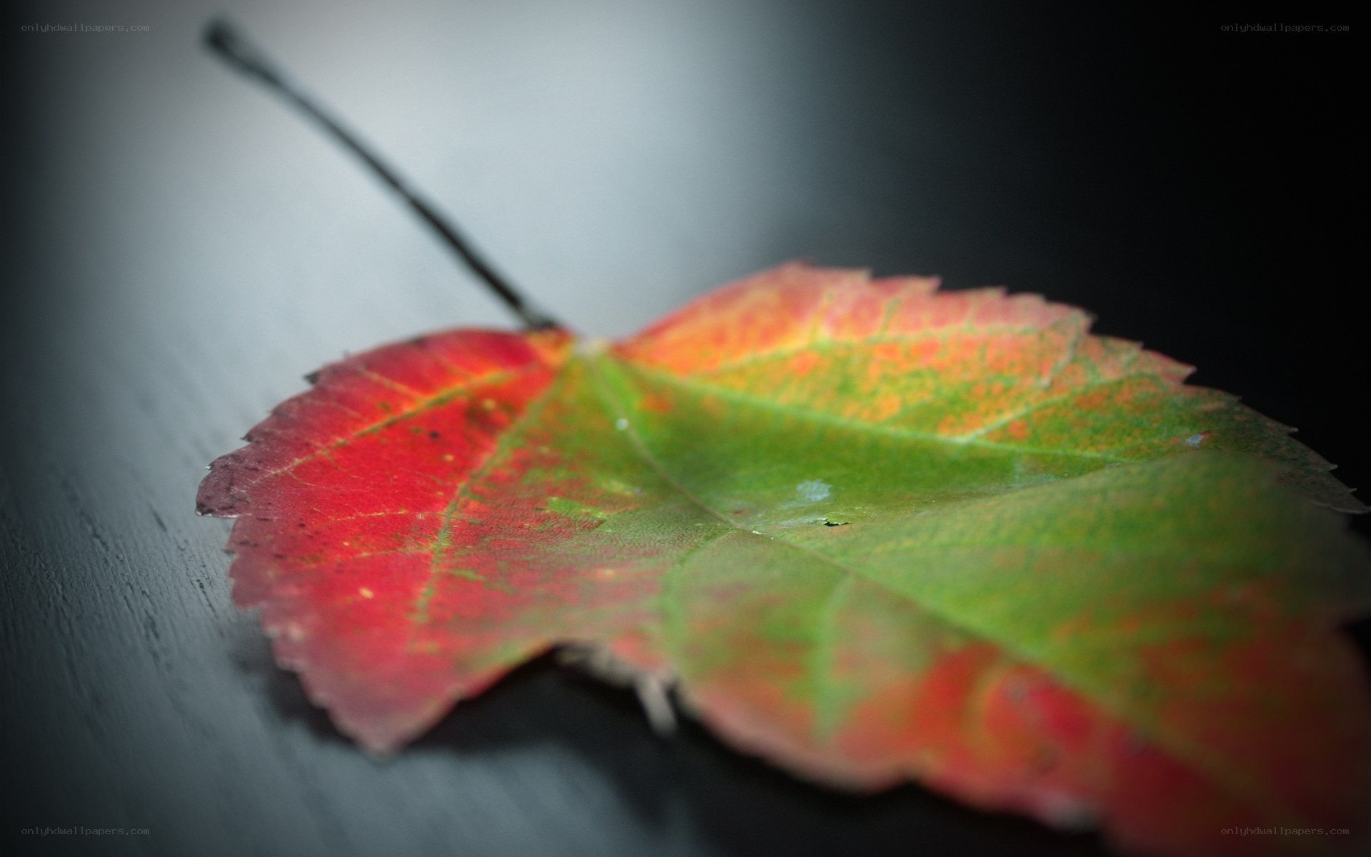 Autumn leaf on dark surface