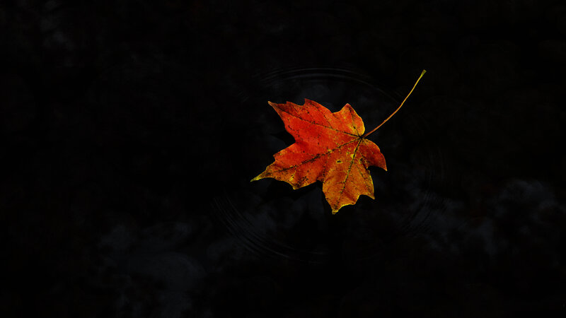 autumn leaf on dark water