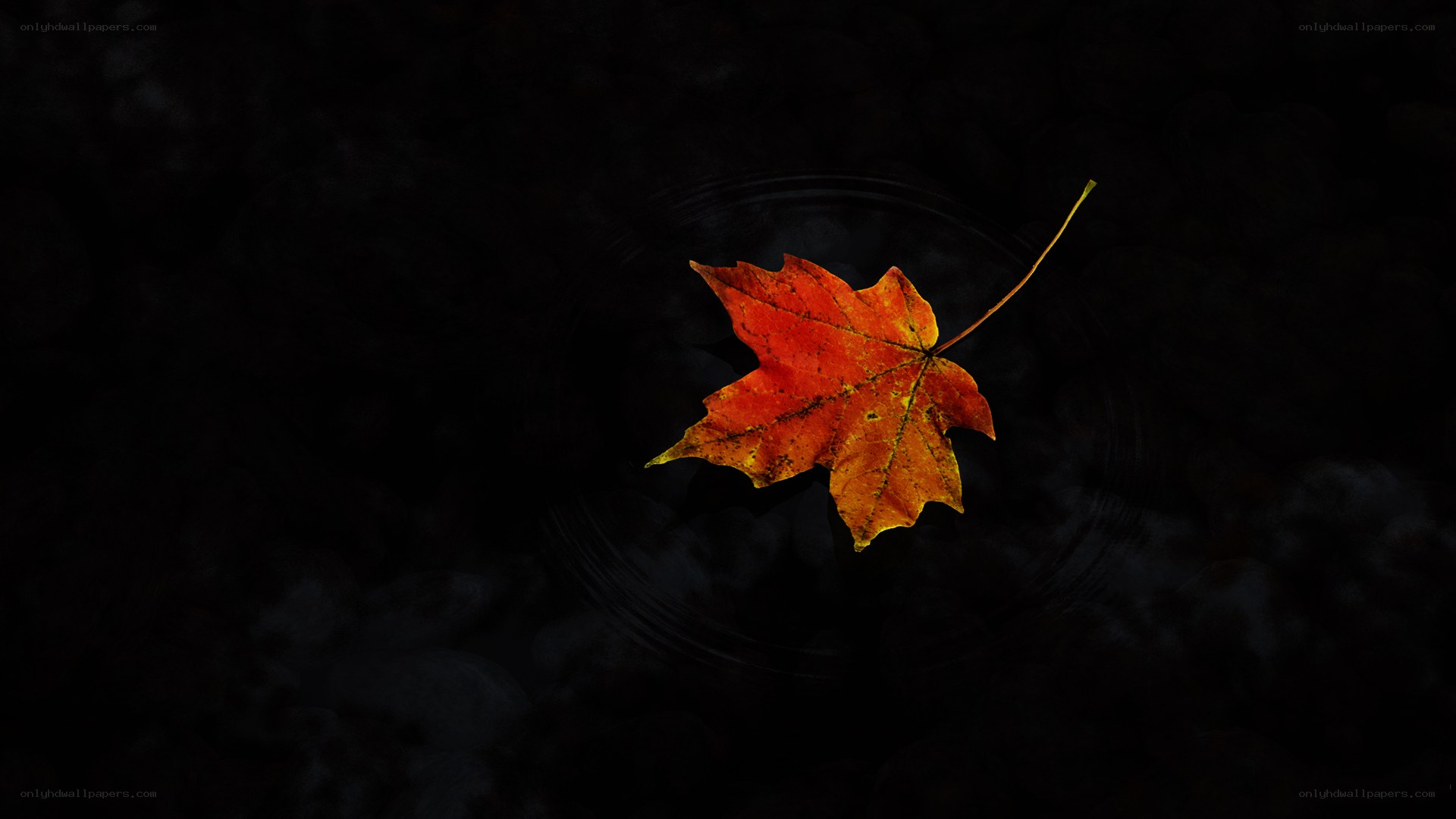 autumn leaf on dark water
