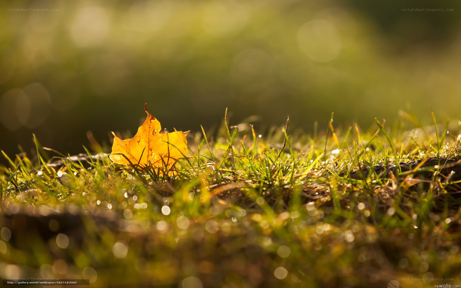 Autumn leaf on dewy grass