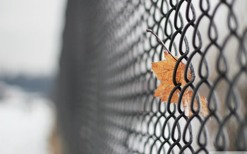 Autumn Leaf on Fence — Brown, Calm, Photograph