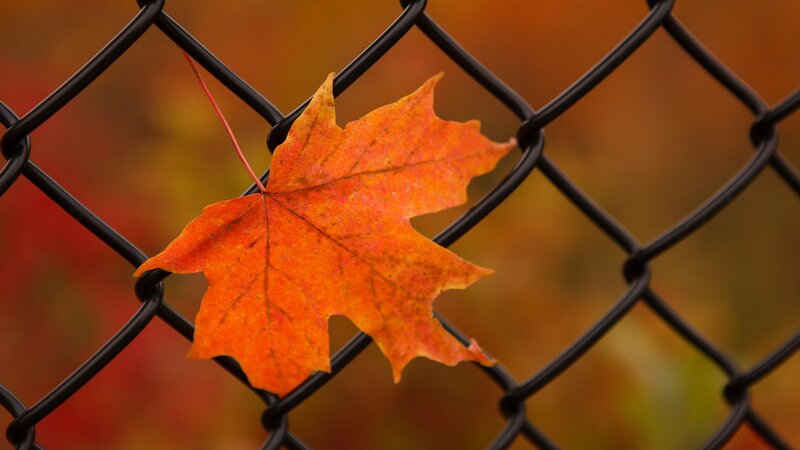 Autumn Leaf on Fence