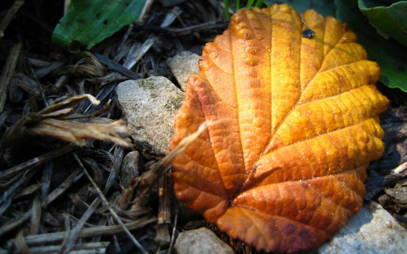 Autumn leaf on forest floor