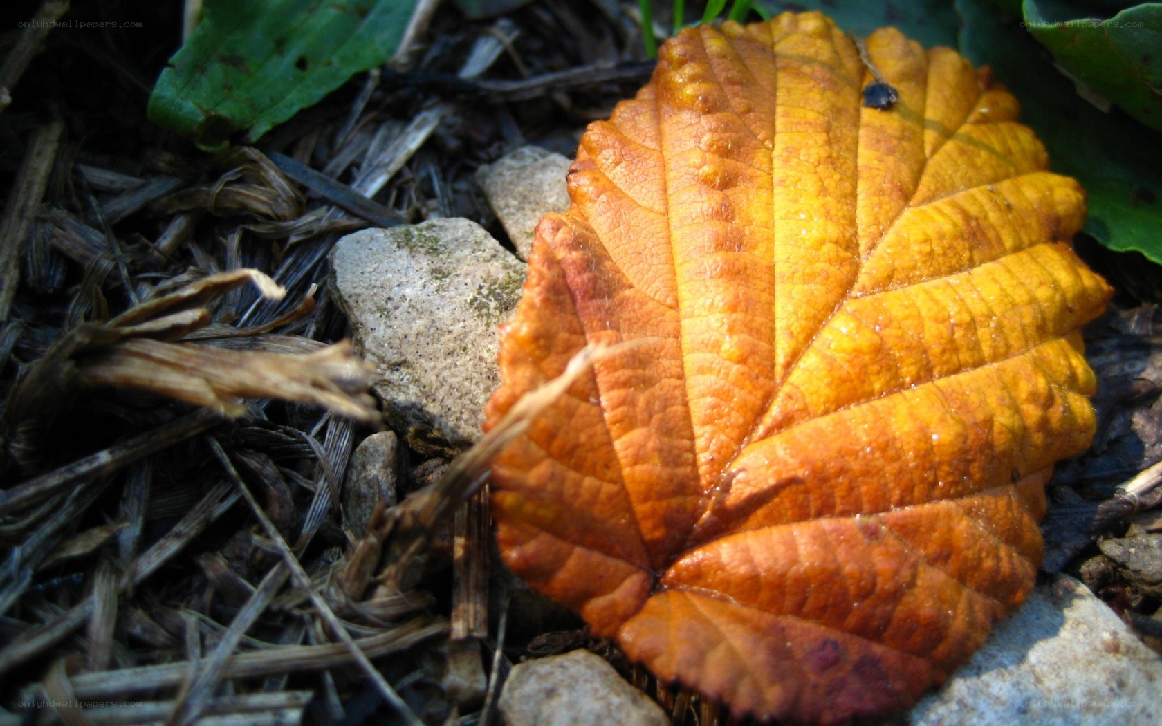 Autumn leaf on forest floor