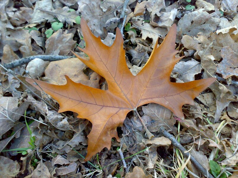Autumn leaf on forest floor