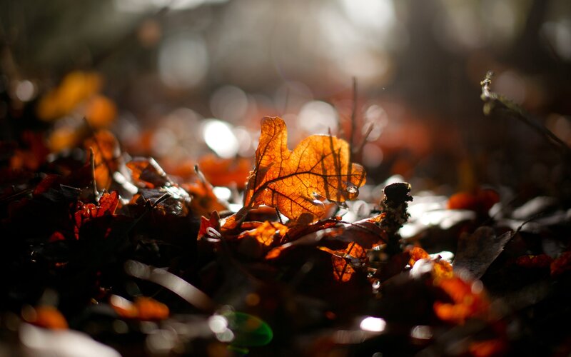 Autumn Leaf on Forest Floor — Orange