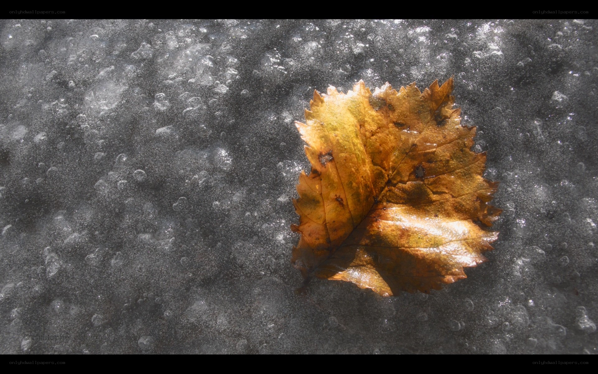 Autumn leaf on frozen surface