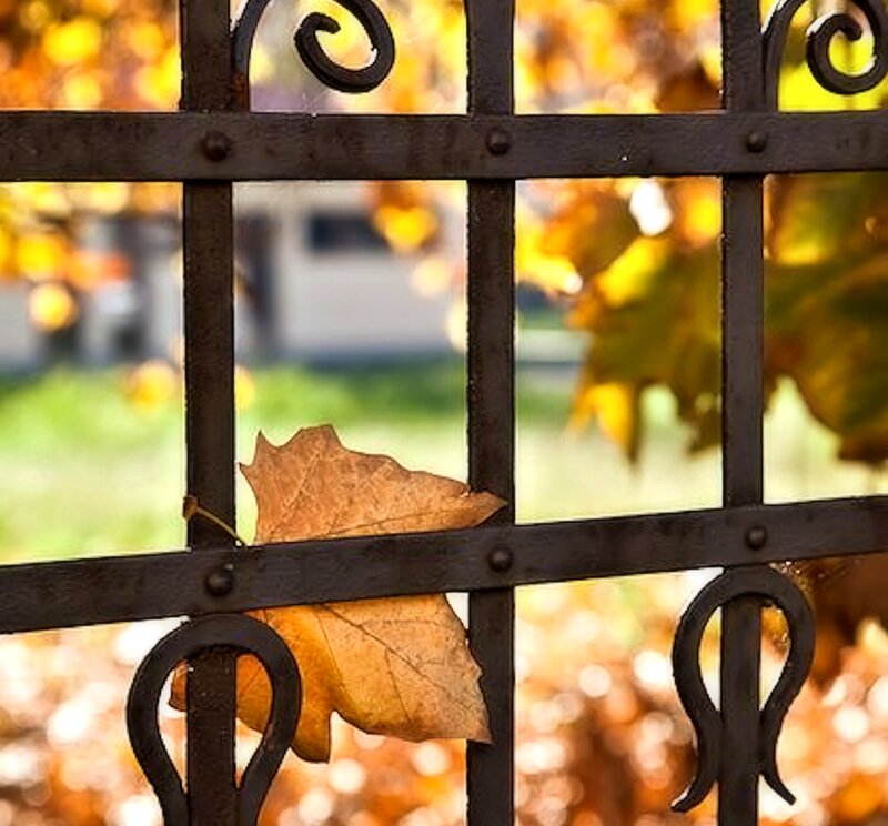 Autumn Leaf on Gate