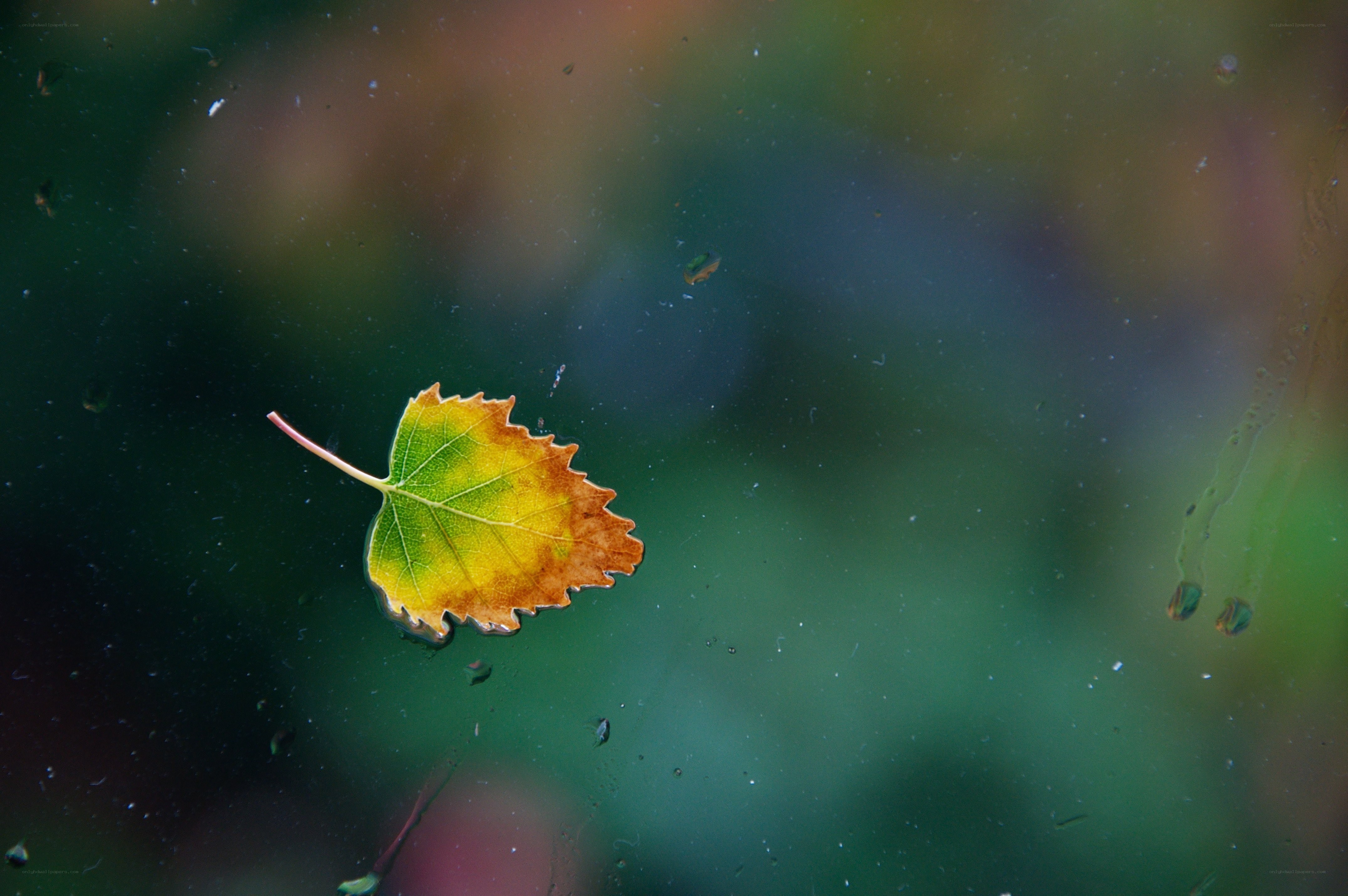 Autumn leaf on glass