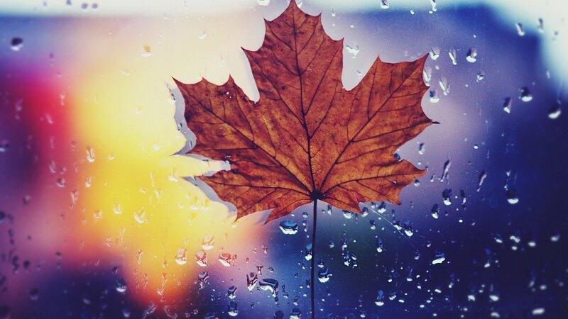Autumn Leaf on Glass — Brown, Melancholic