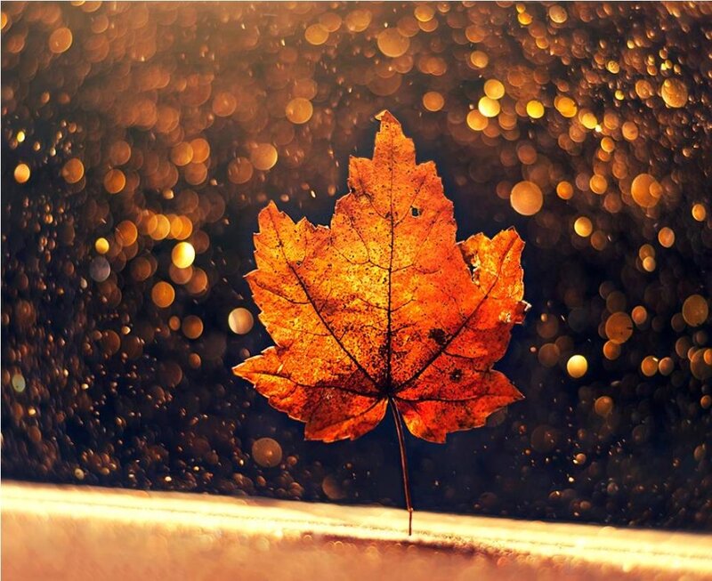 Autumn Leaf on Glass — Orange