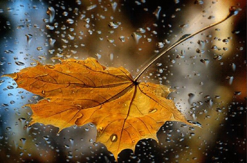 Autumn Leaf on Glass — Yellow, Calm