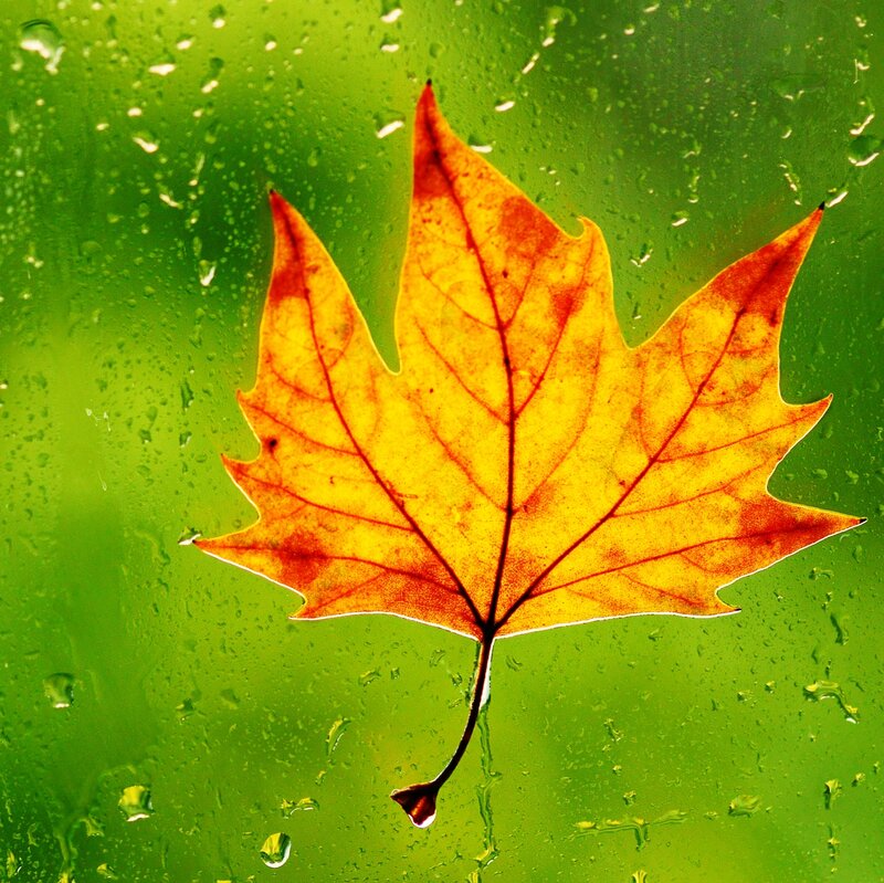 Autumn Leaf on Glass — Yellow