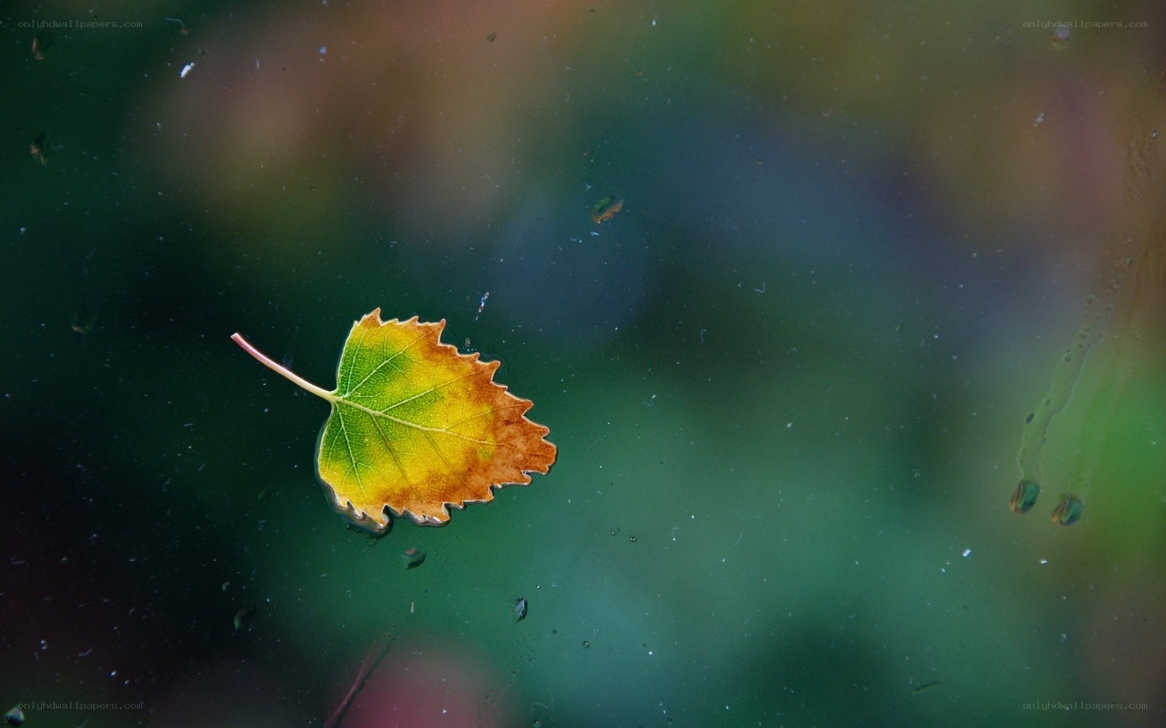 Autumn leaf on glass