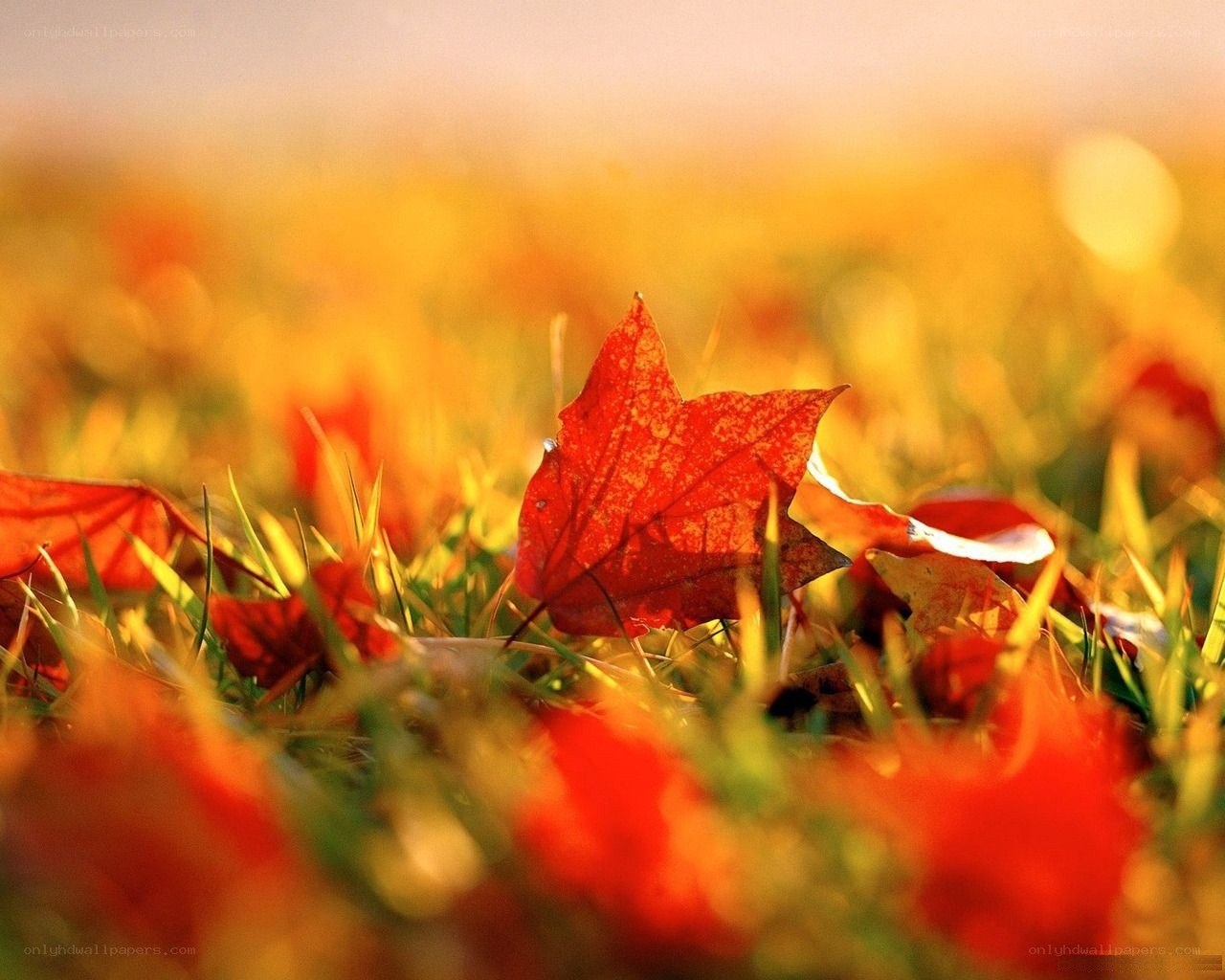 Autumn leaf on grass