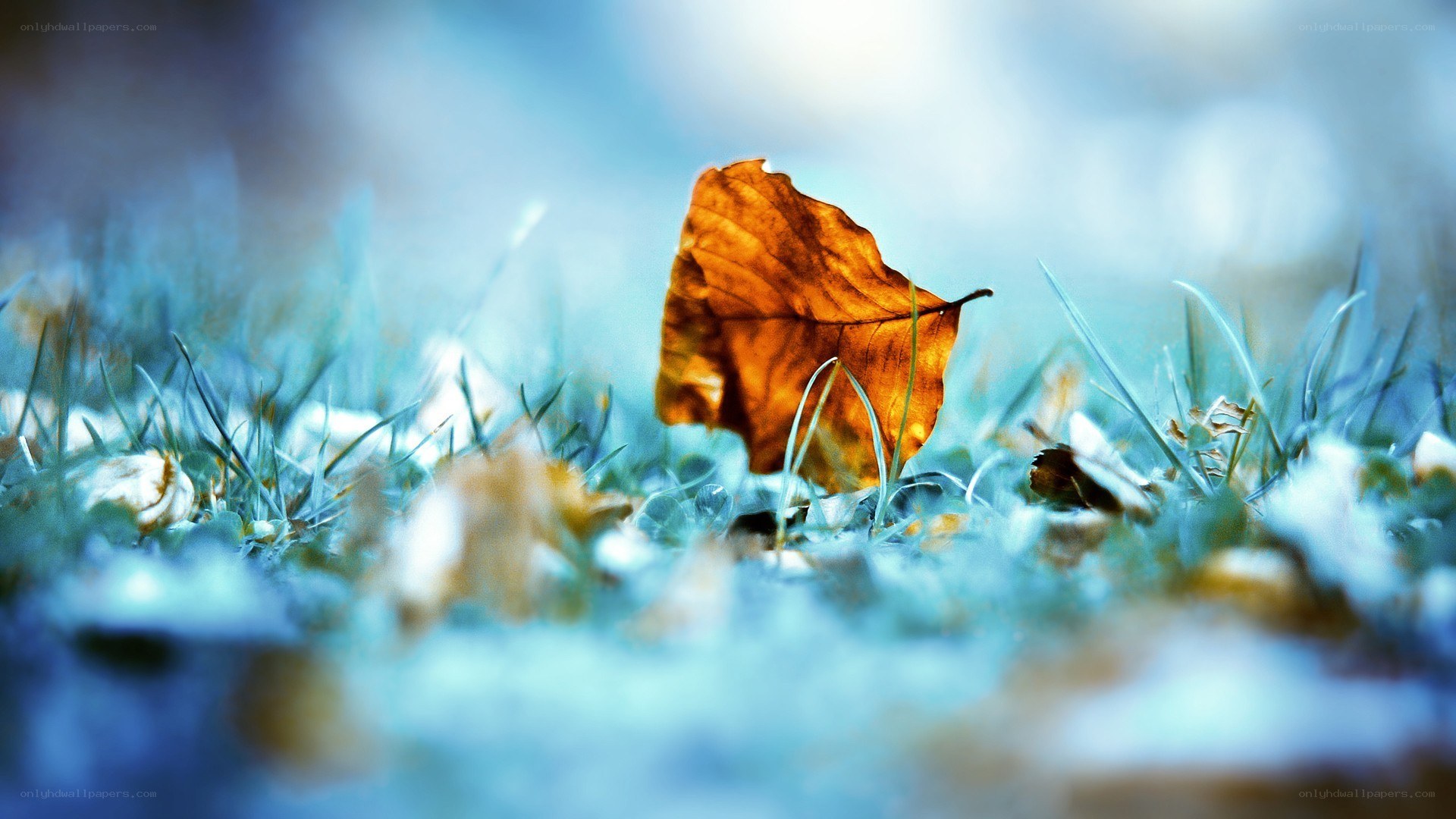Autumn leaf on grass