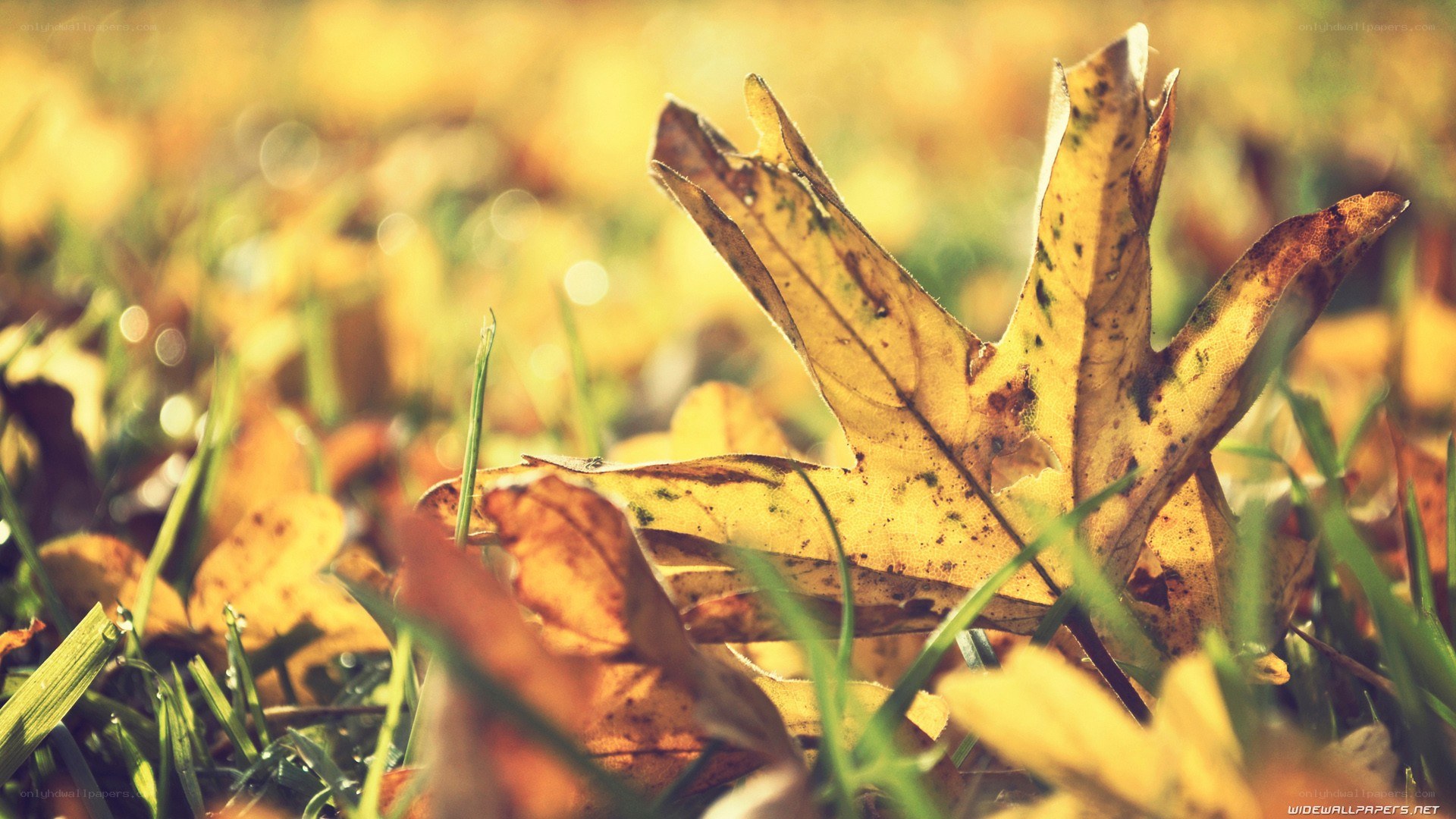 autumn leaf on grass
