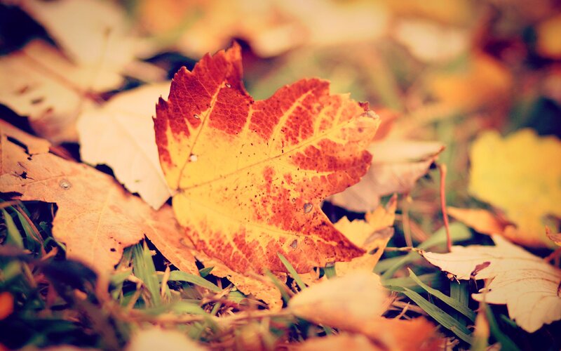 autumn leaf on grass