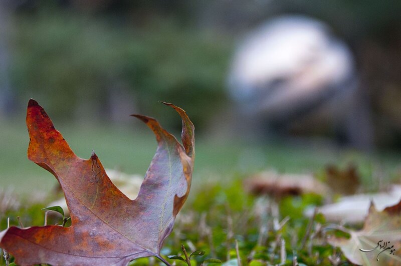 Autumn Leaf on Grass — Brown, Calm