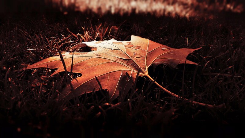 Autumn Leaf on Grass — Brown, Dramatic
