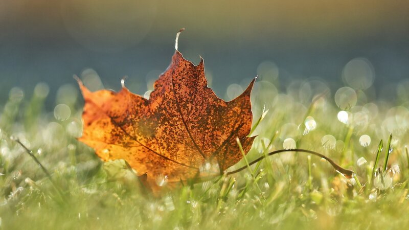 Autumn Leaf on Grass — Brown, Serene, Morning