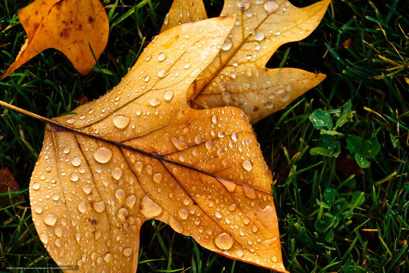 Autumn Leaf on Grass — Brown, Serene