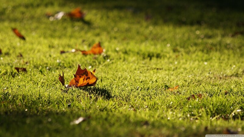 Autumn Leaf on Grass — Green, Serene, Afternoon