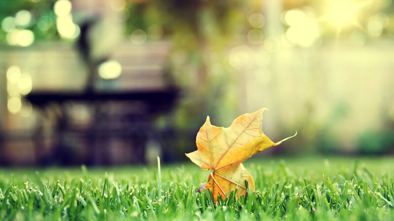 Autumn Leaf on Grass — Green, Serene, Photograph, Sunlight