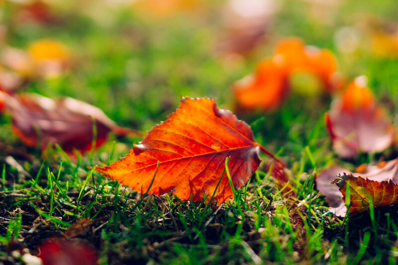 Autumn Leaf on Grass — Green, Serene, Photograph