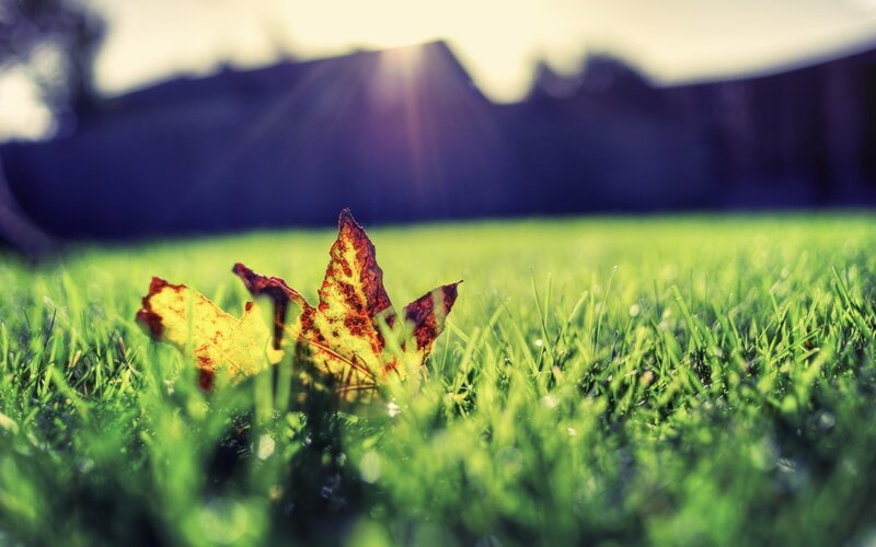 Autumn Leaf on Grass — Green, Serene, Sunset, Photograph
