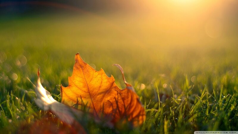 Autumn Leaf on Grass — Green, Serene, Sunset