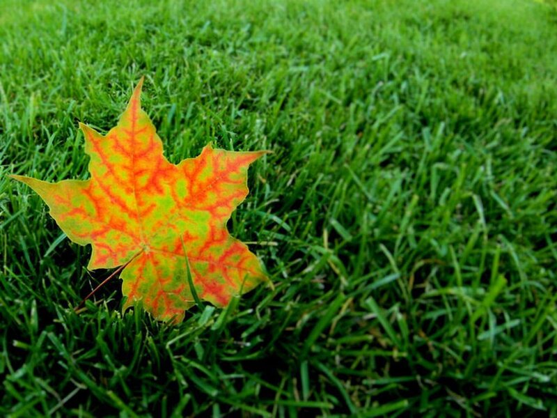Autumn Leaf on Grass — Green