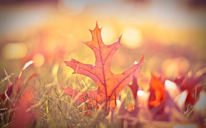 Autumn Leaf on Grass — Orange, Serene