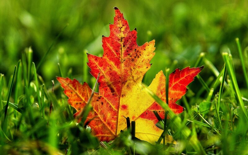 Autumn Leaf on Grass — Red, Calm