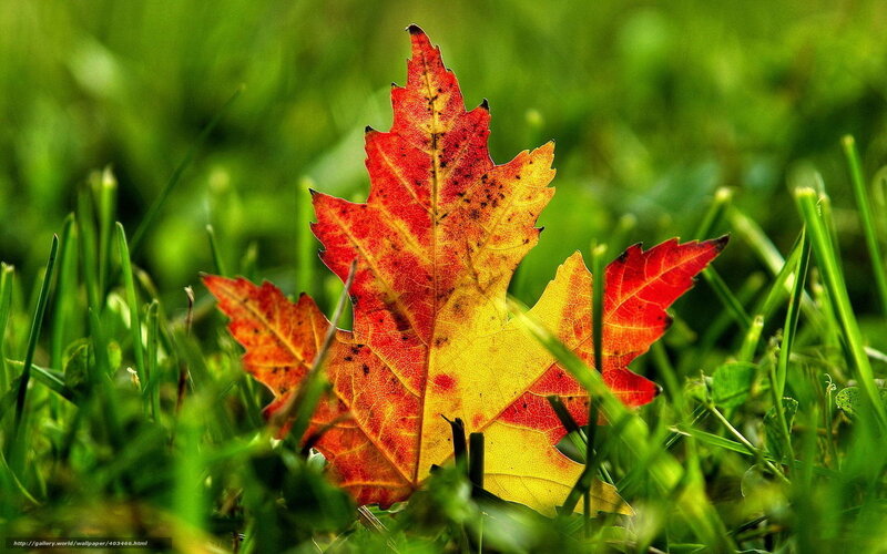 Autumn Leaf on Grass — Red, Serene