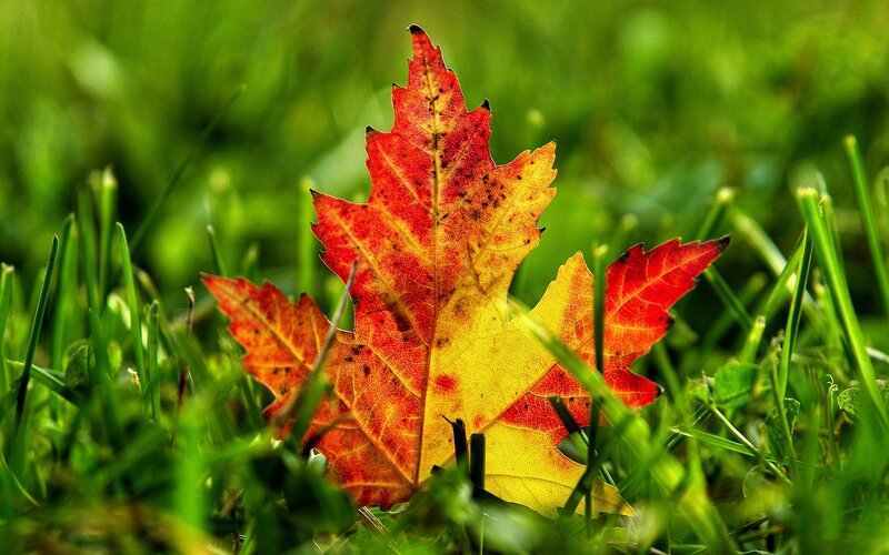 Autumn Leaf on Grass — Red