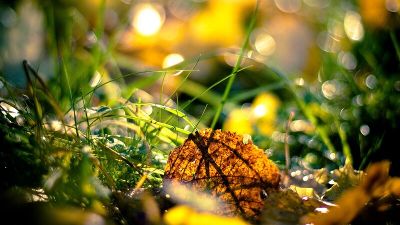 Autumn Leaf on Grass — Serene