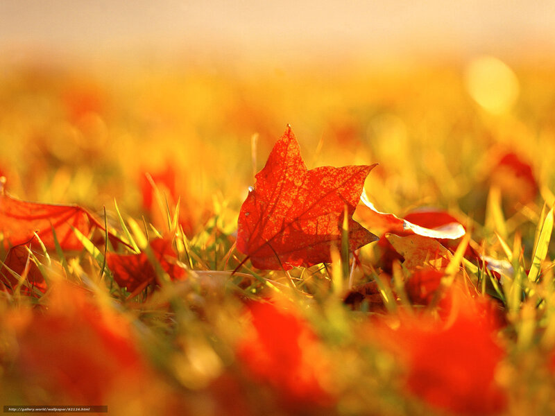 Autumn leaf on grass