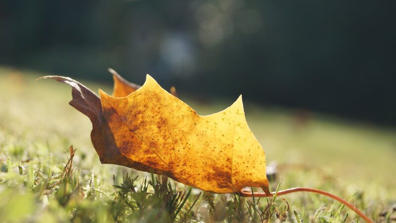 Autumn Leaf on Grass — Yellow, Serene