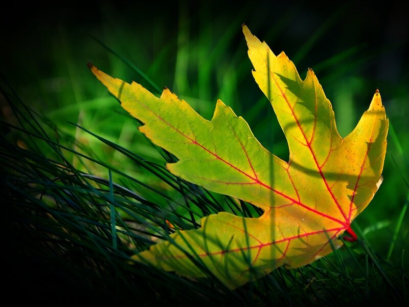 Autumn Leaf on Grass — Yellow