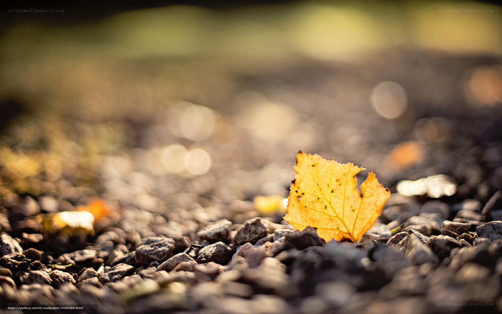 Autumn leaf on gravel