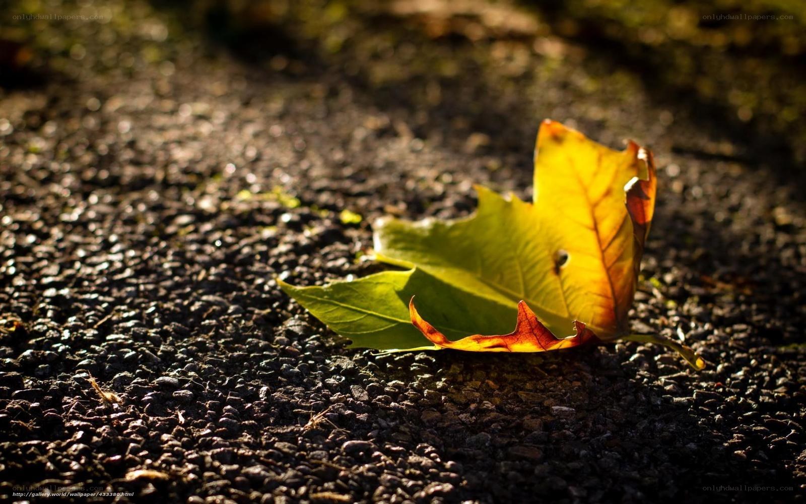 Autumn leaf on gravel path