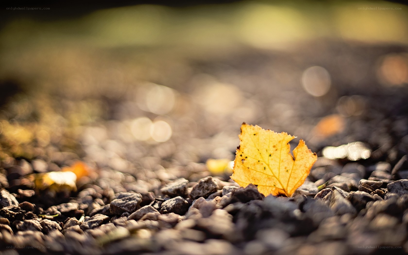 Autumn leaf on gravel