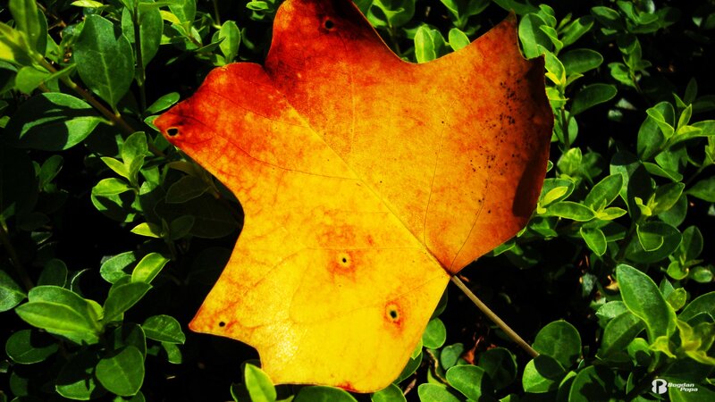 Autumn leaf on green foliage