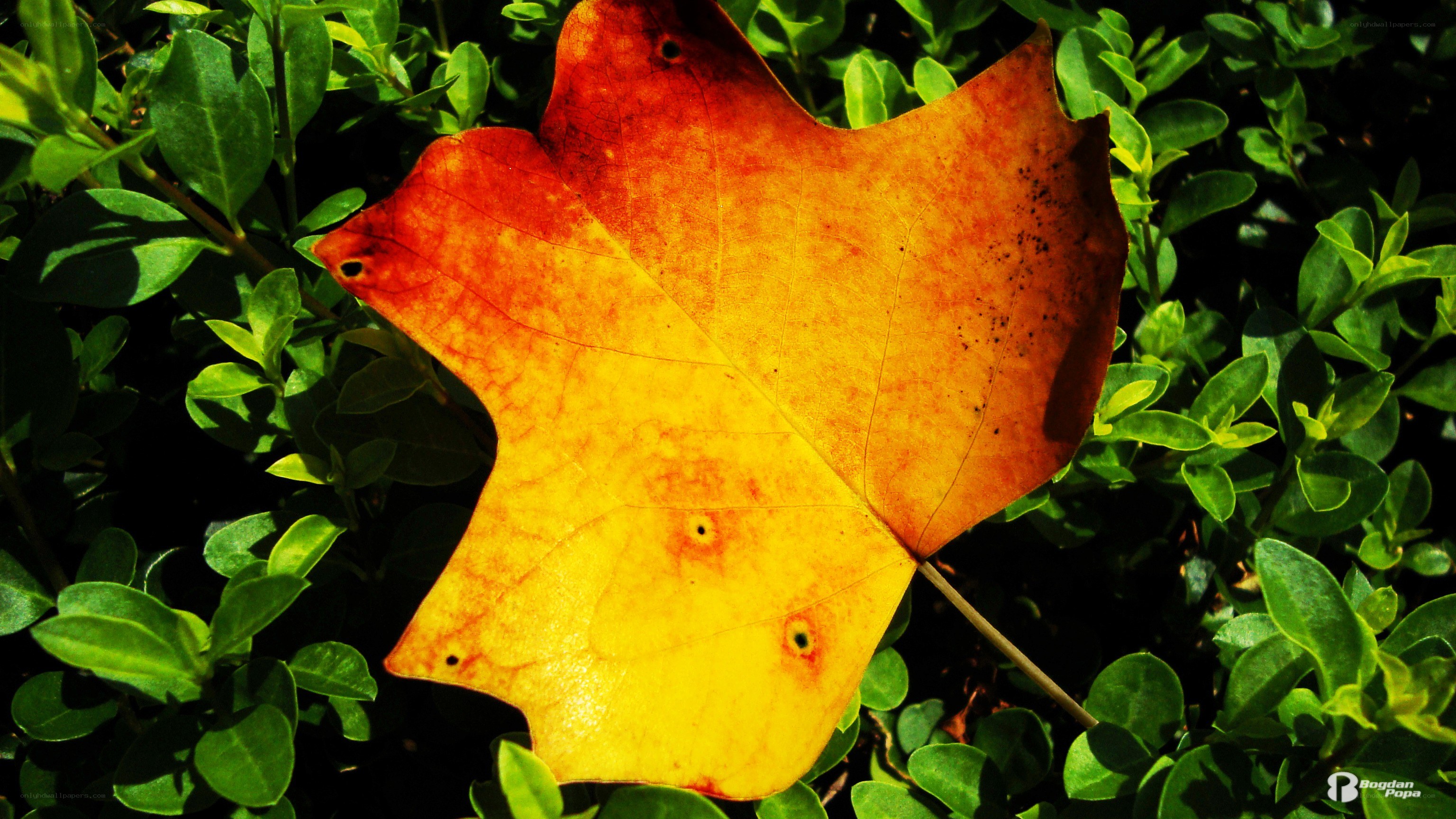 Autumn leaf on green foliage