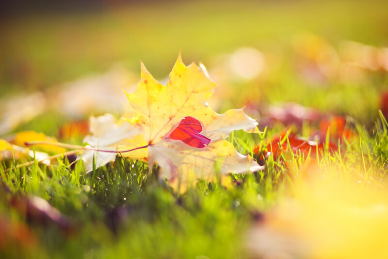 Autumn leaf on green grass