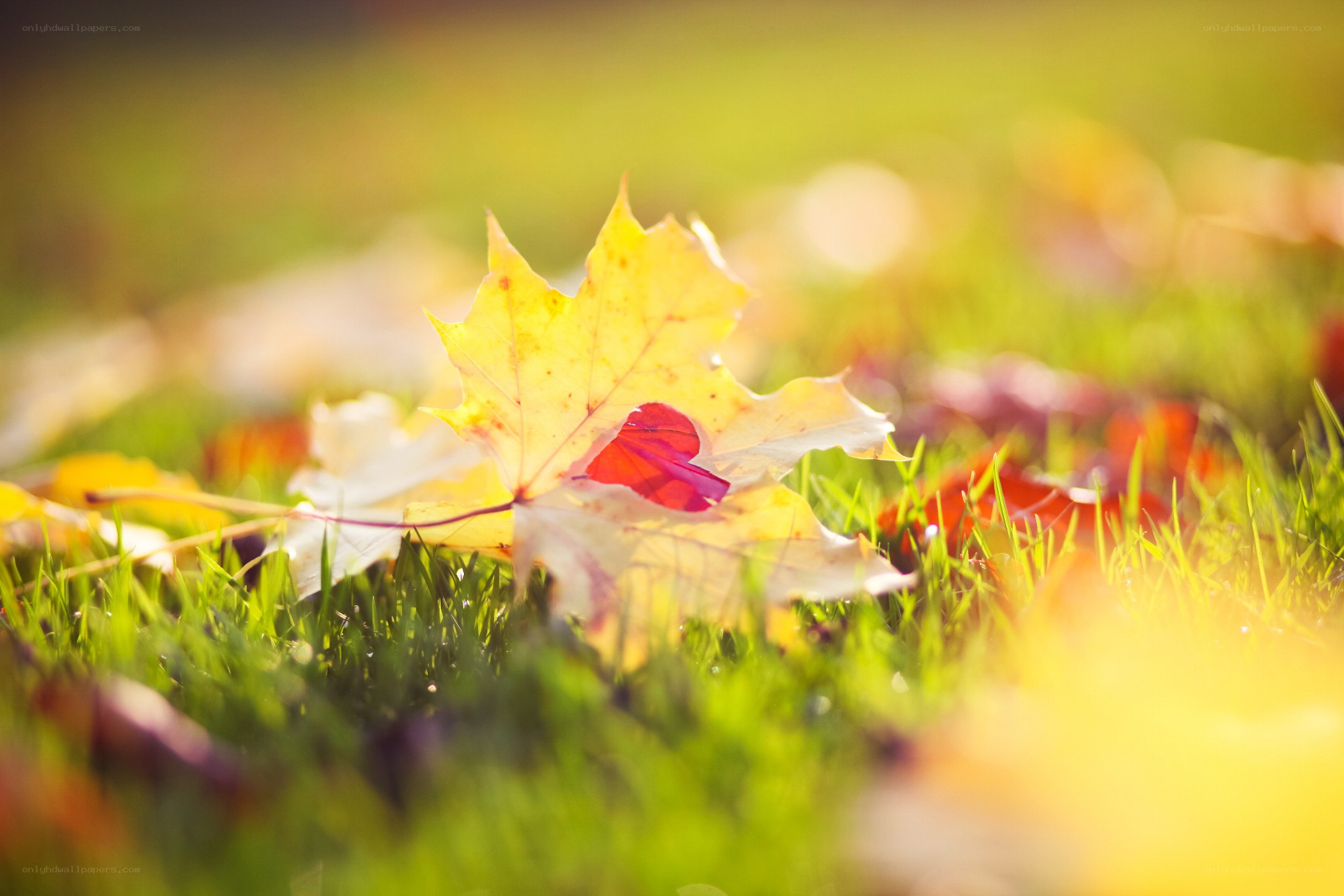 Autumn leaf on green grass