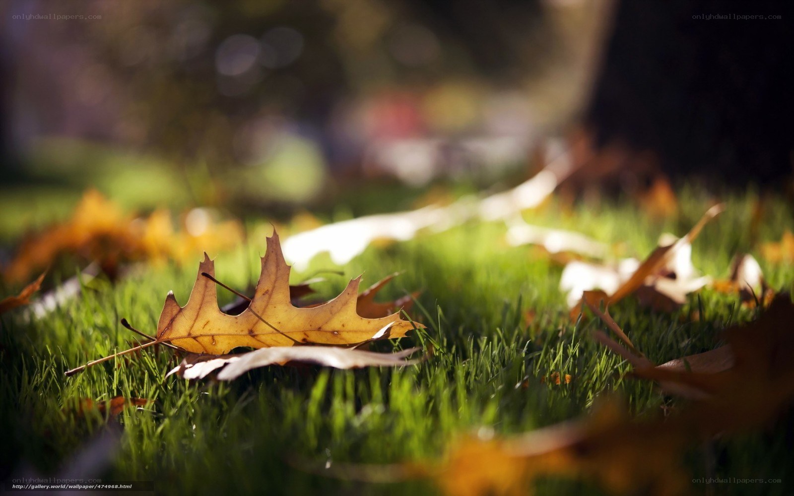 Autumn leaf on green grass