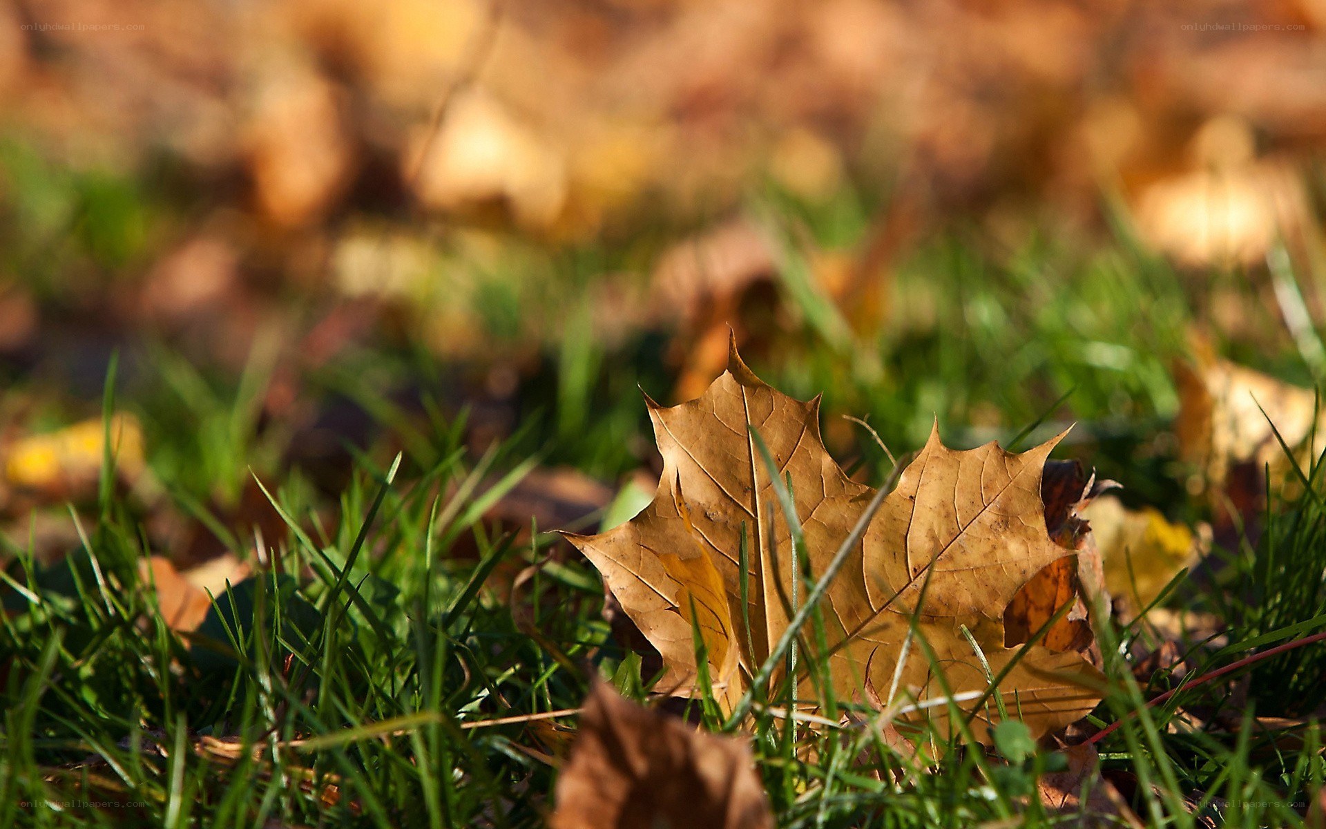 autumn leaf on green grass