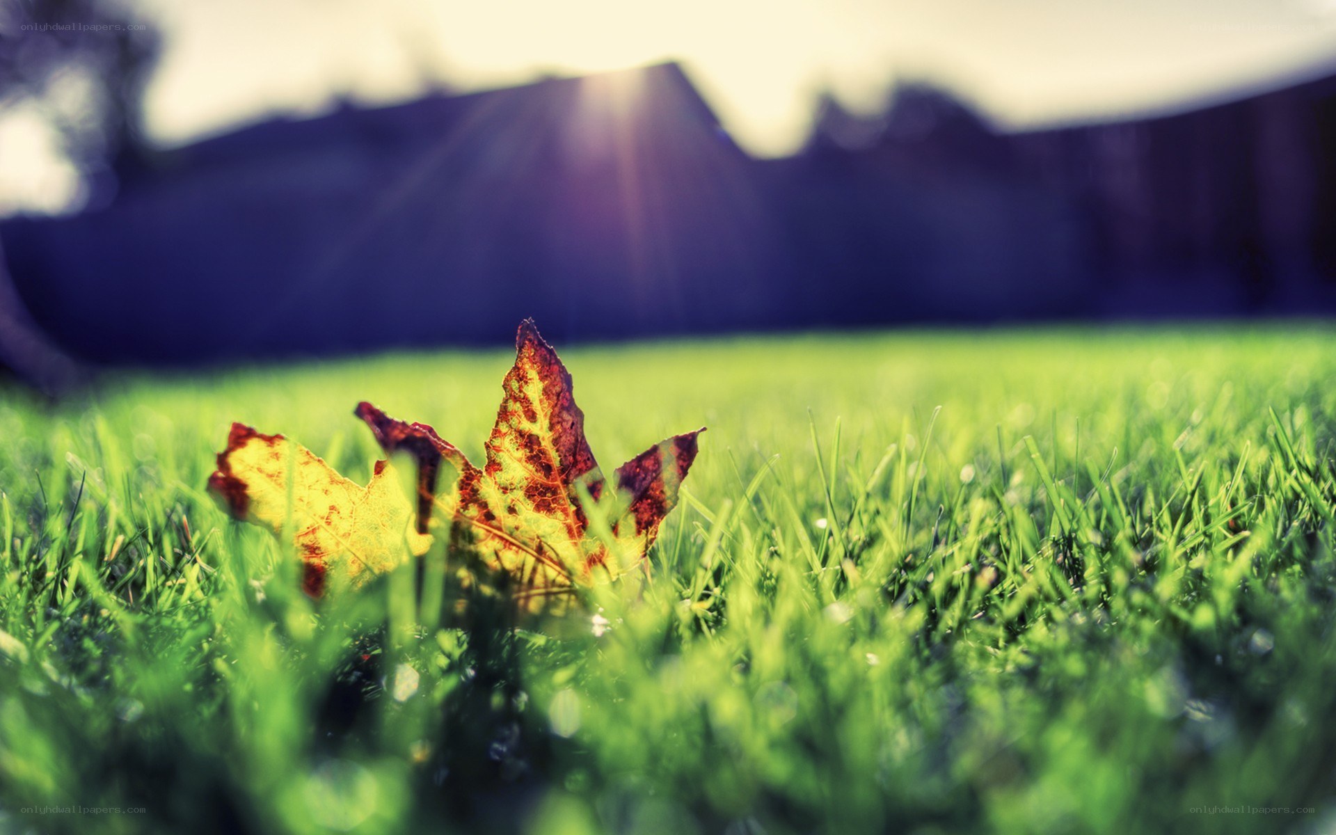 autumn leaf on green grass